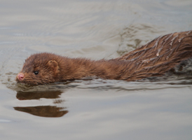 American Mink